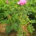 平阴玫瑰花苗