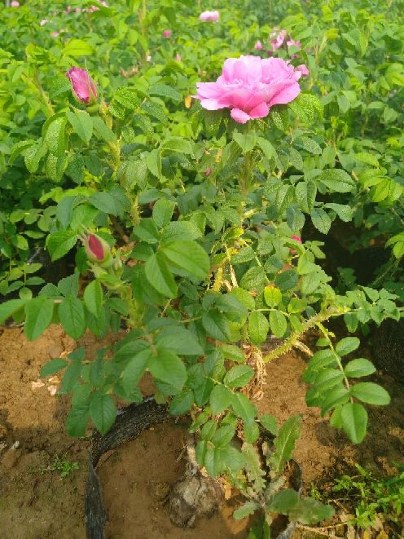 平阴玫瑰花苗