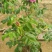 平阴玫瑰花苗