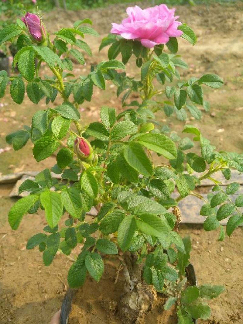 平阴玫瑰花苗
