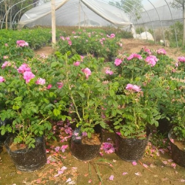 平阴玫瑰花苗