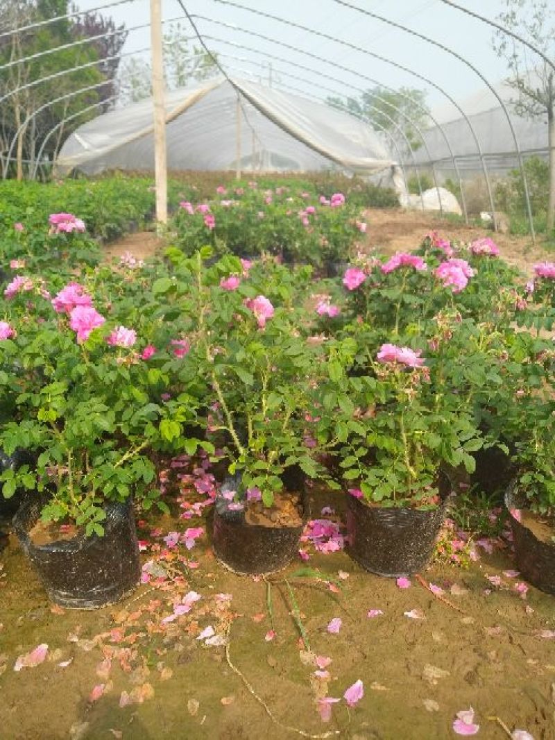 平阴玫瑰花苗