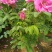 平阴玫瑰花苗