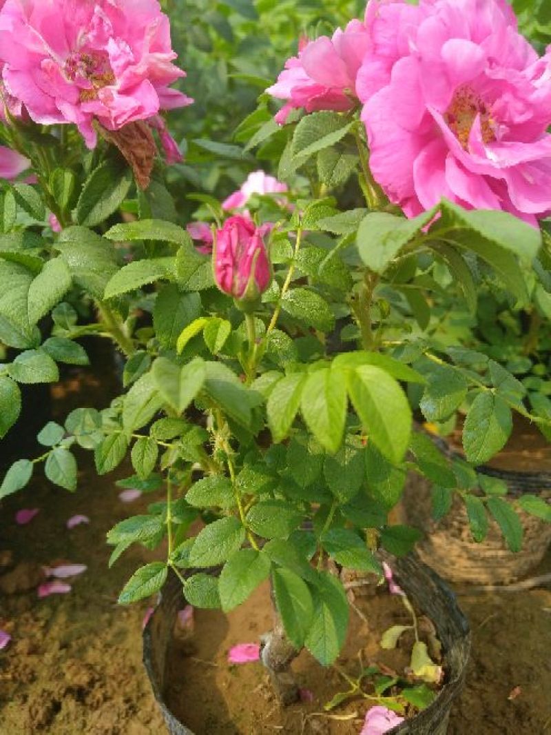 平阴玫瑰花苗