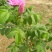 平阴玫瑰花苗