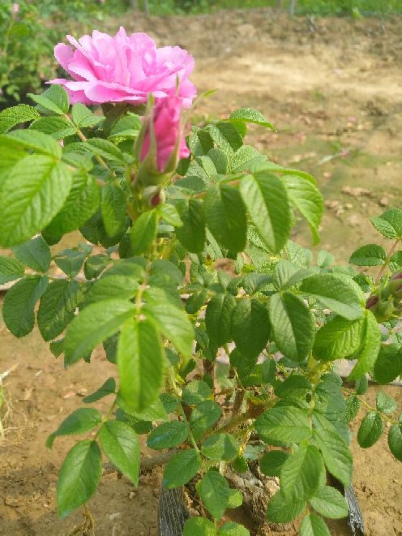 平阴玫瑰花苗