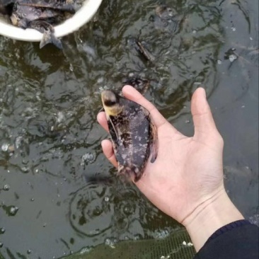 胭脂鱼鱼苗