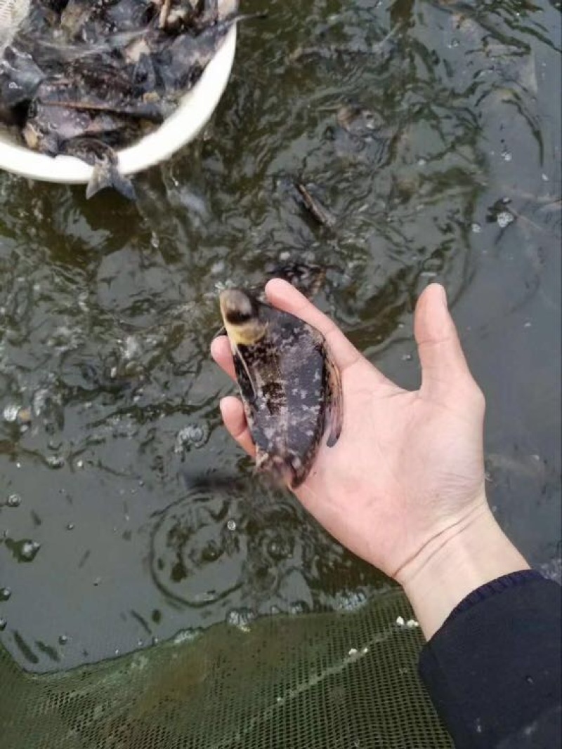 胭脂鱼鱼苗