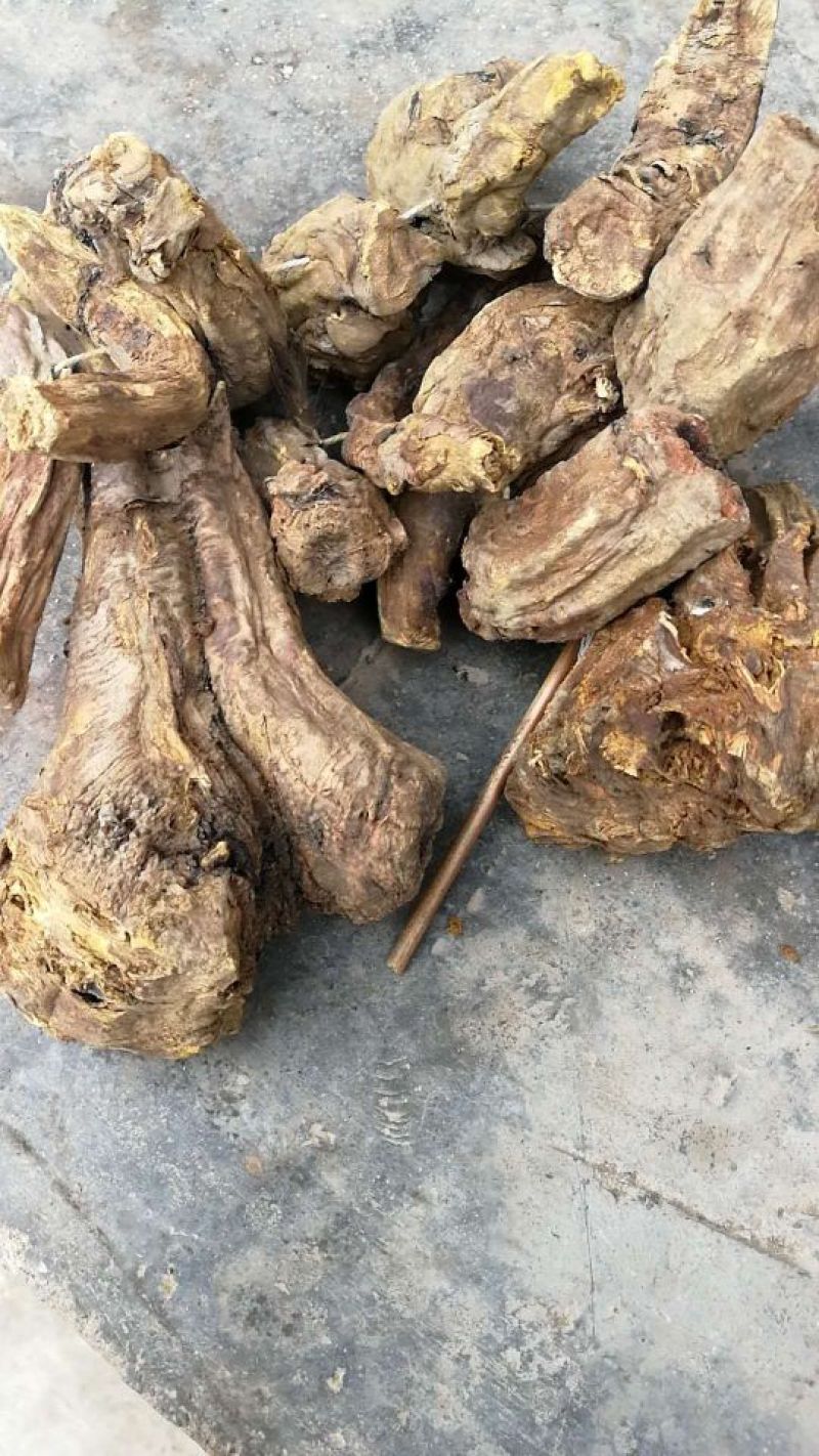 甘肃马蹄大黄，产地直供，大量现货，过药检，全国包邮。