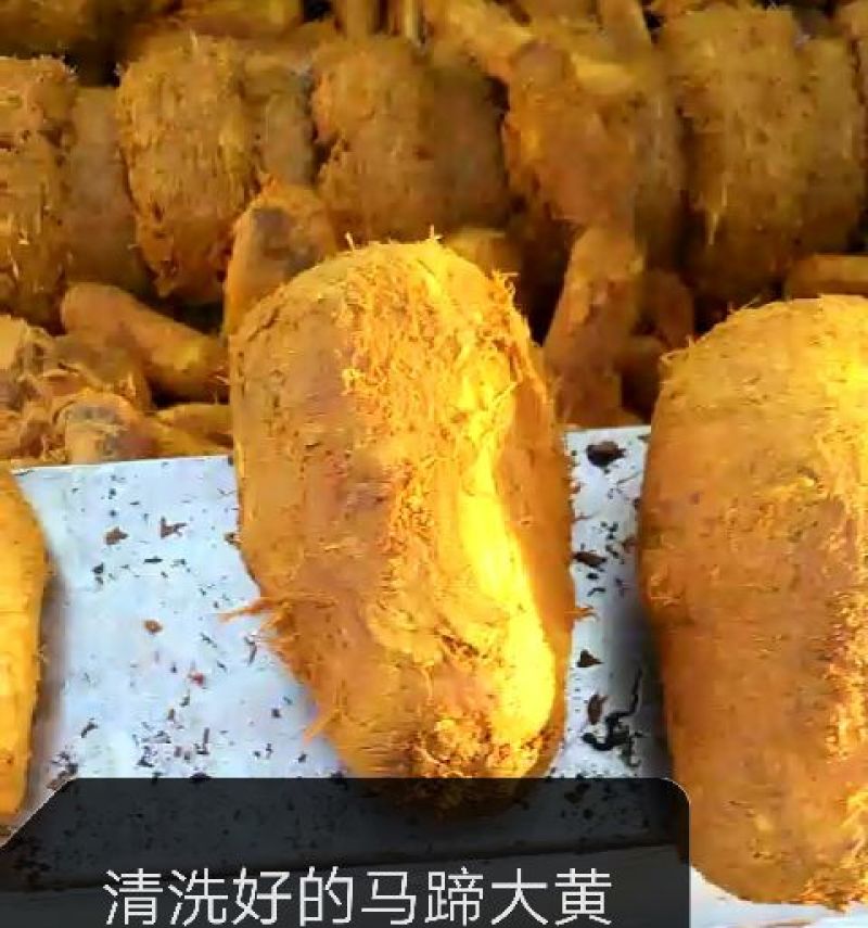 甘肃马蹄大黄，产地直供，大量现货，过药检，全国包邮。