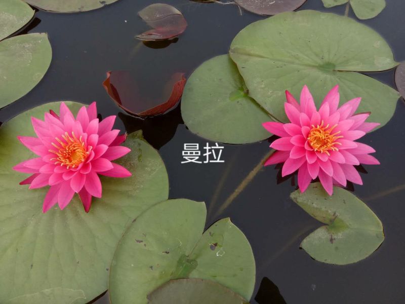 供应普通睡莲苗和精品睡莲苗量大价优，可施工