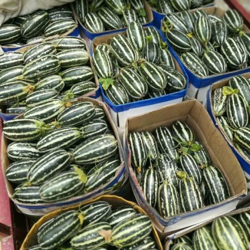 精品甜瓜大量上市中