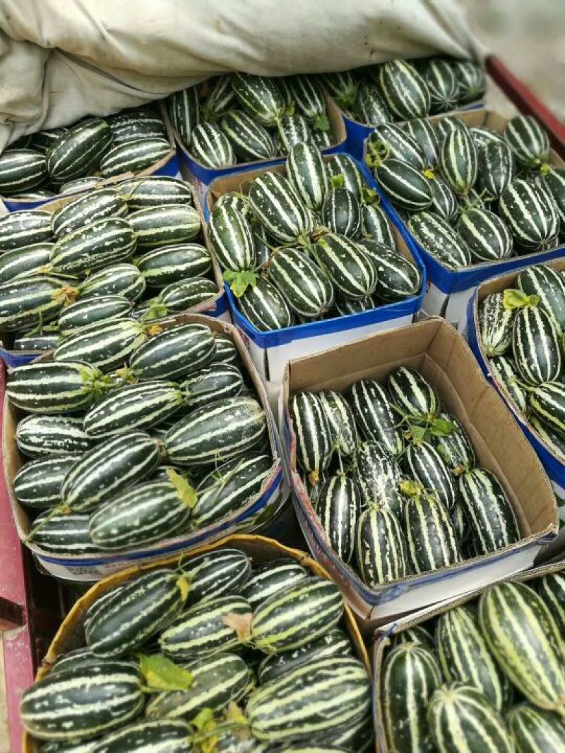 精品甜瓜大量上市中