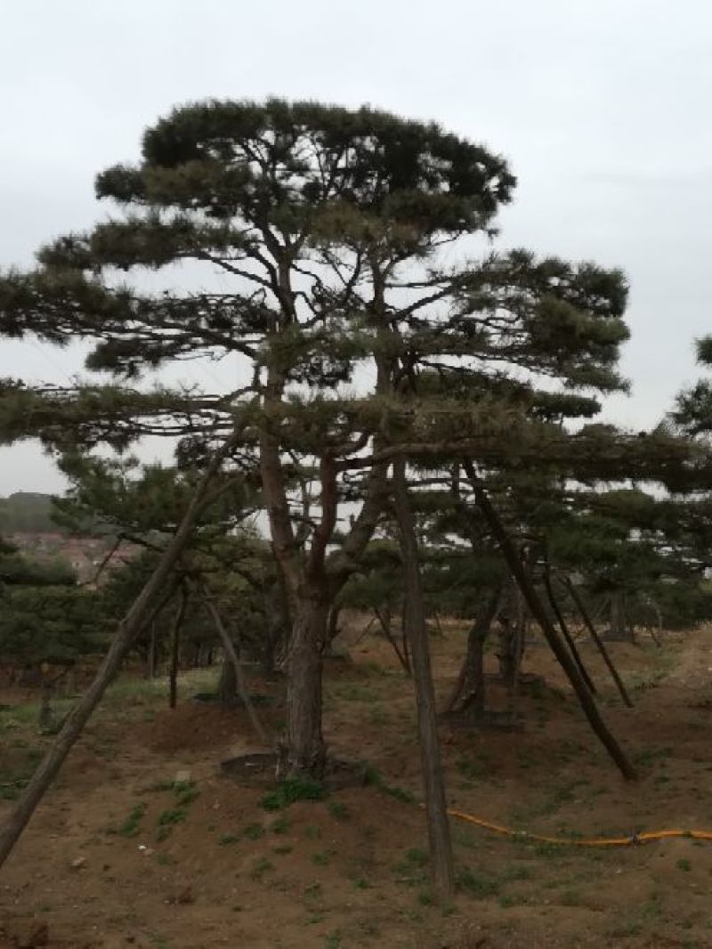 造型油松