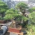 造型油松