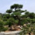 造型油松