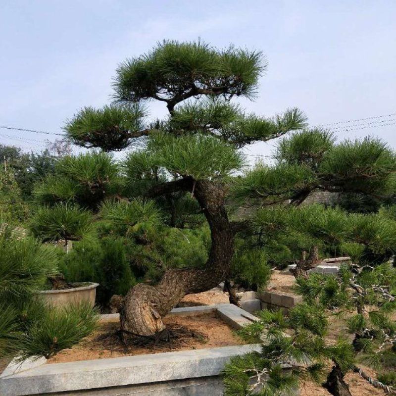 造型油松