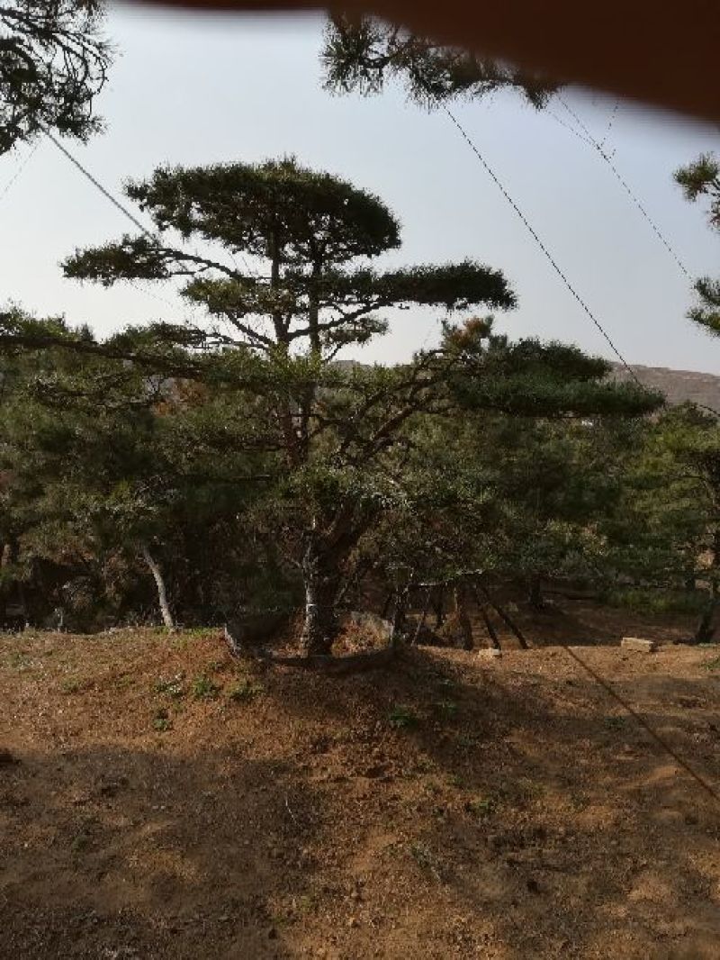 造型油松