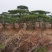 造型油松