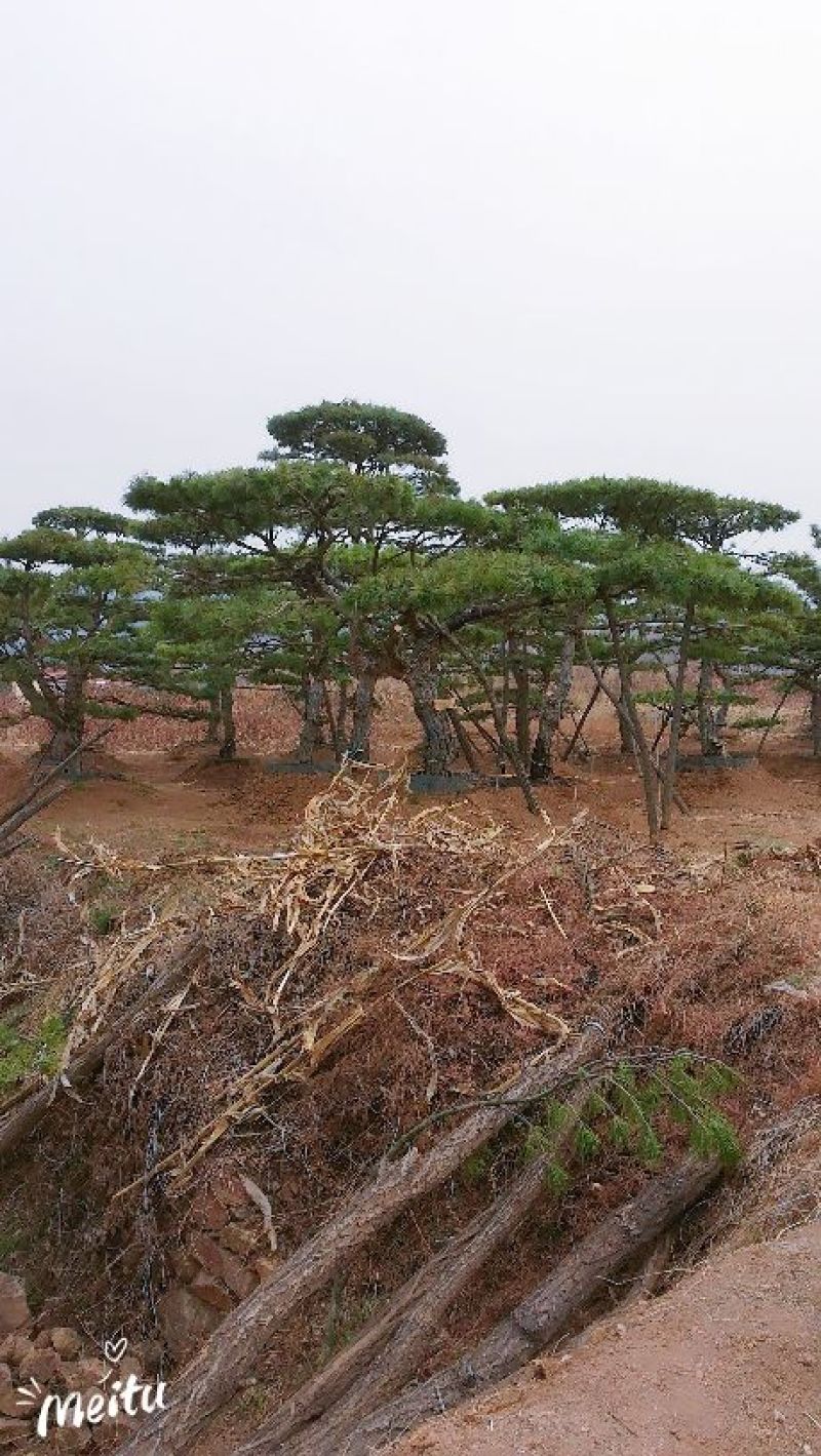 造型油松