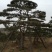 造型油松造型黑松造型松黑松油松松树