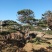 造型油松造型黑松造型松黑松油松松树