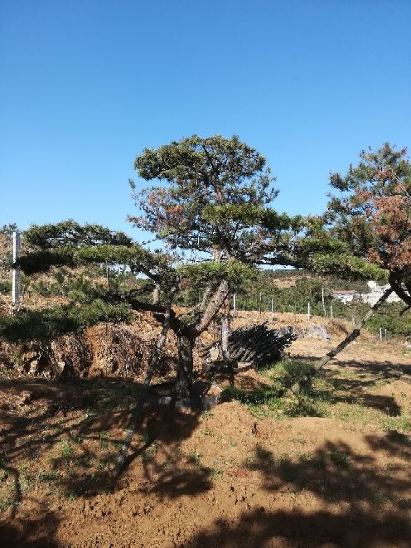 造型油松造型黑松造型松黑松油松松树