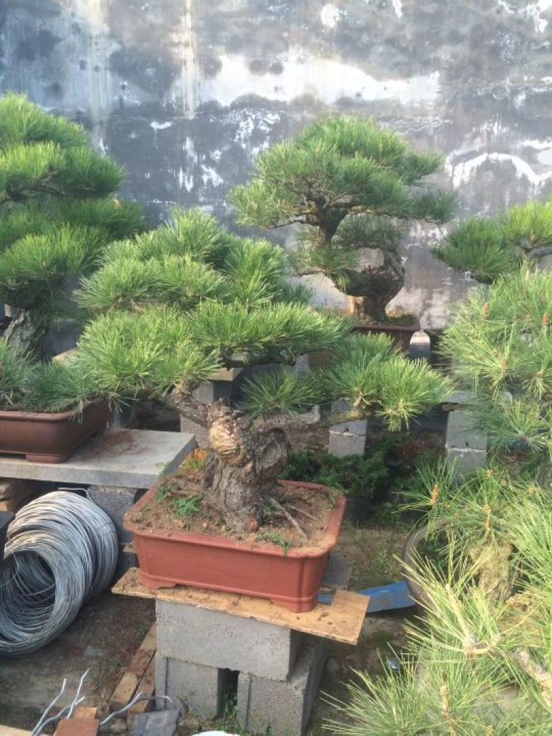 造型油松造型黑松造型松黑松油松松树