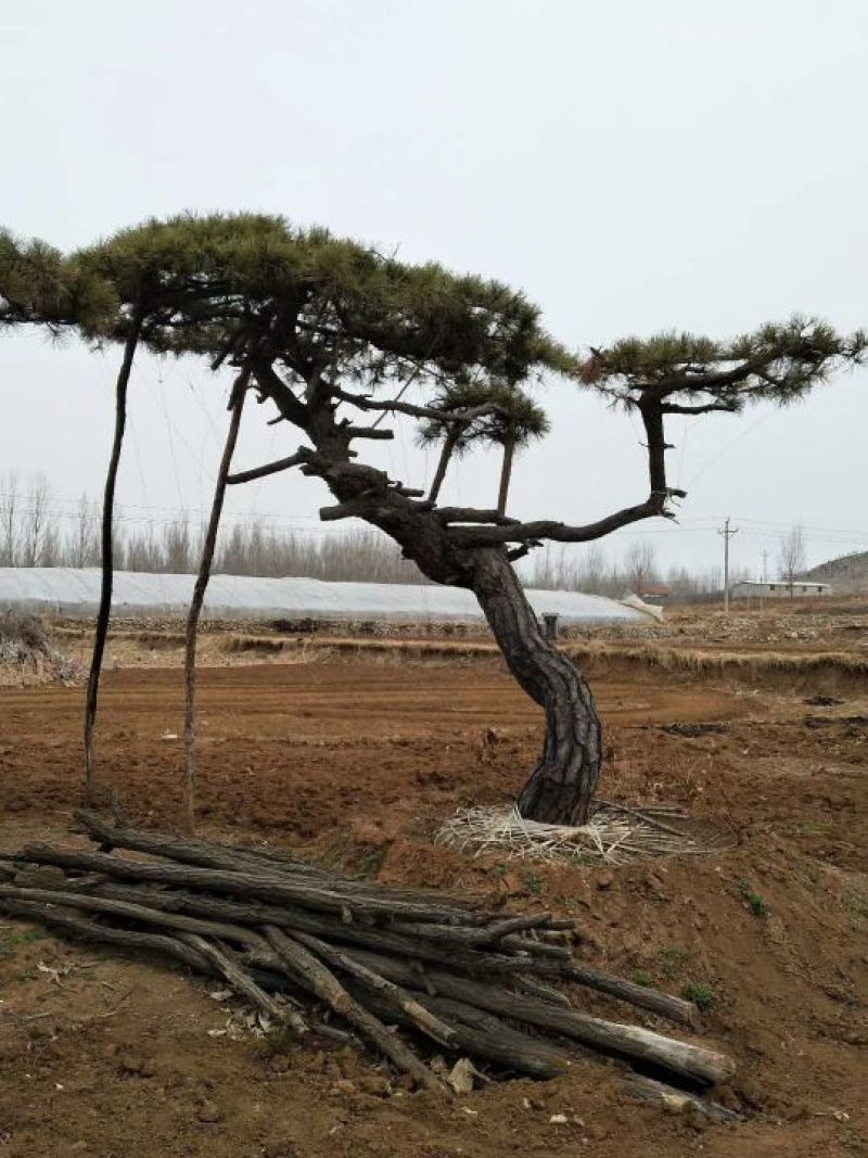 造型油松造型黑松造型松黑松油松松树