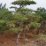 造型油松造型黑松造型松黑松油松松树