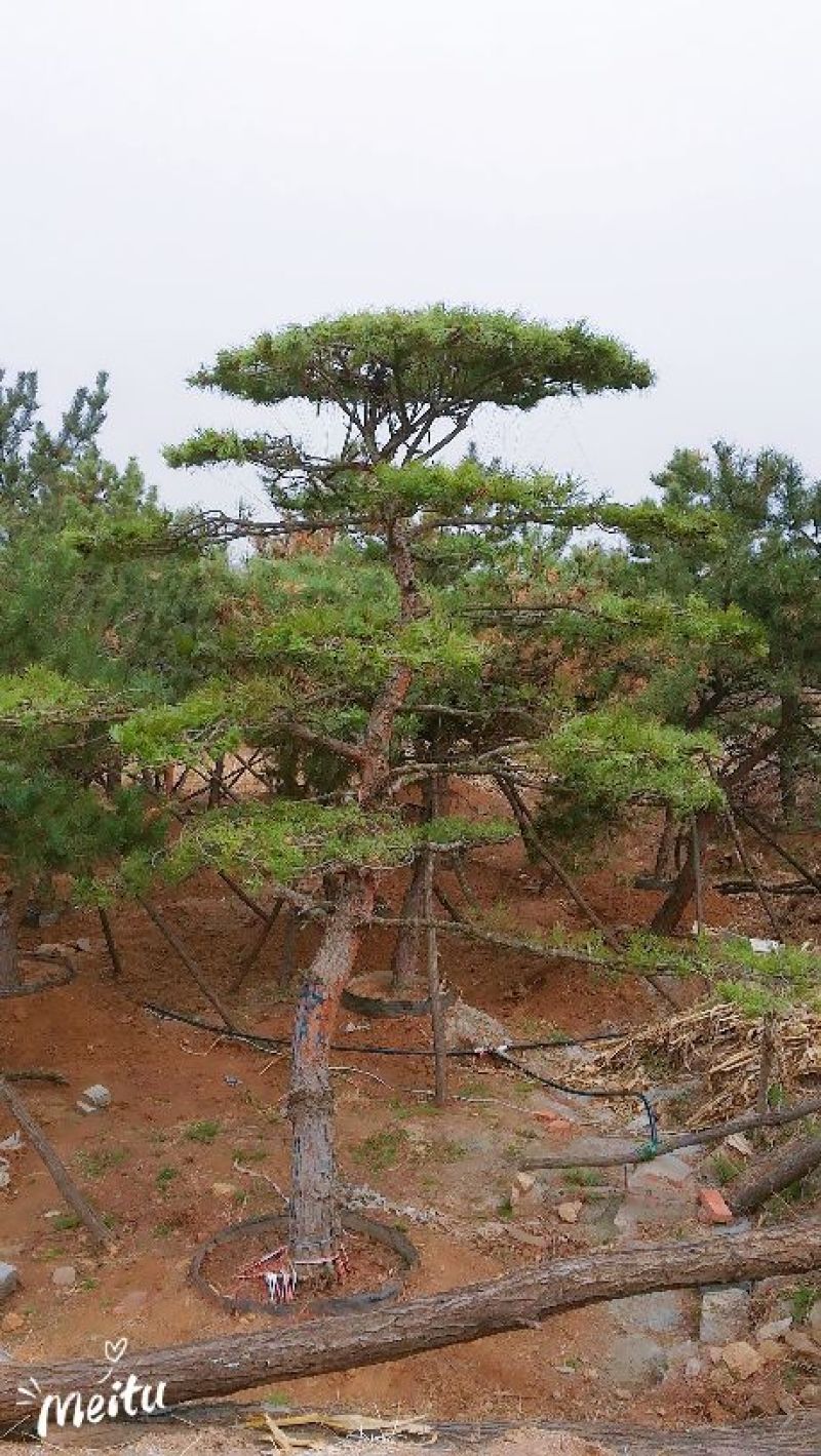 造型油松造型黑松造型松黑松油松松树