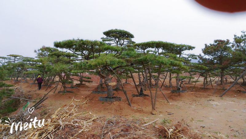 造型油松造型黑松造型松黑松油松松树