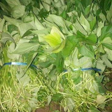 龙薯9号地瓜苗