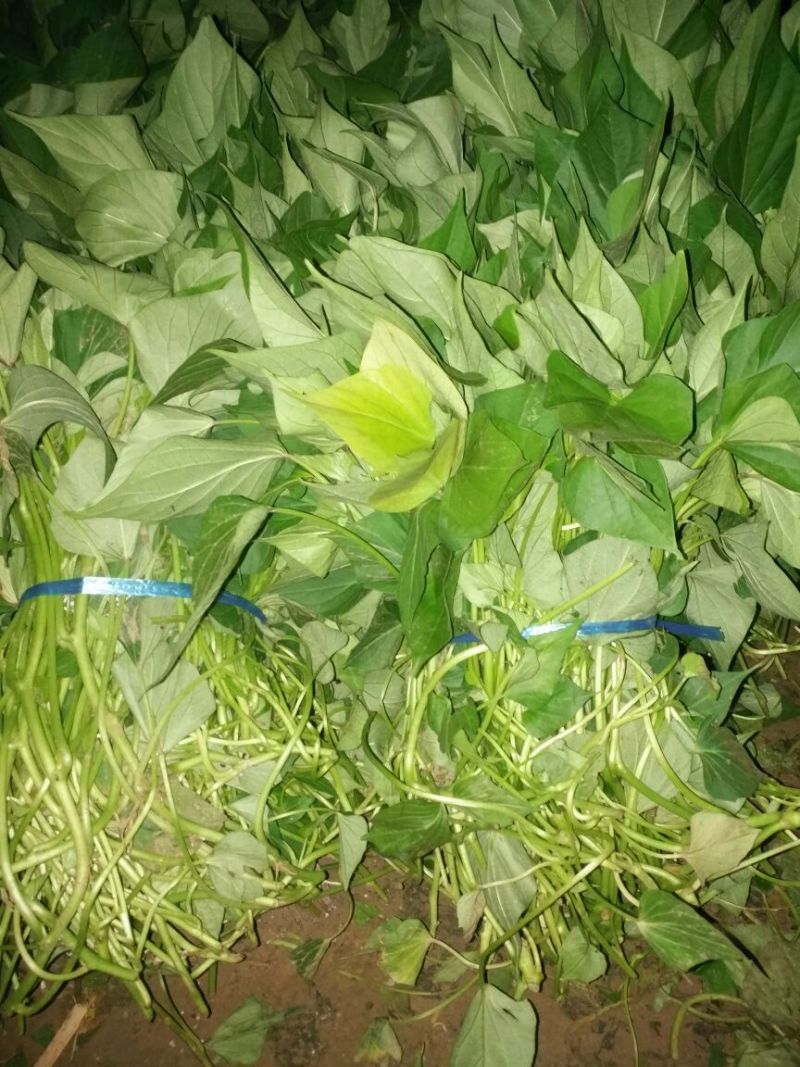 龙薯9号地瓜苗
