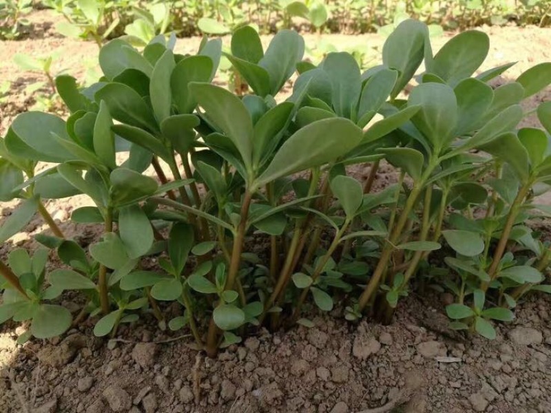 马齿苋种子包发芽支持货到付款野菜种子