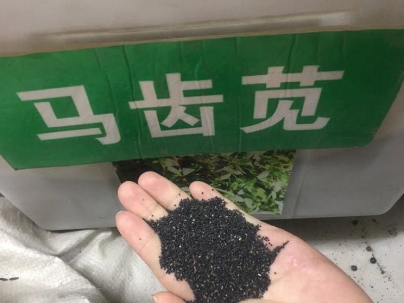 马齿苋种子包发芽支持货到付款野菜种子