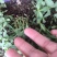 马齿苋种子包发芽支持货到付款野菜种子
