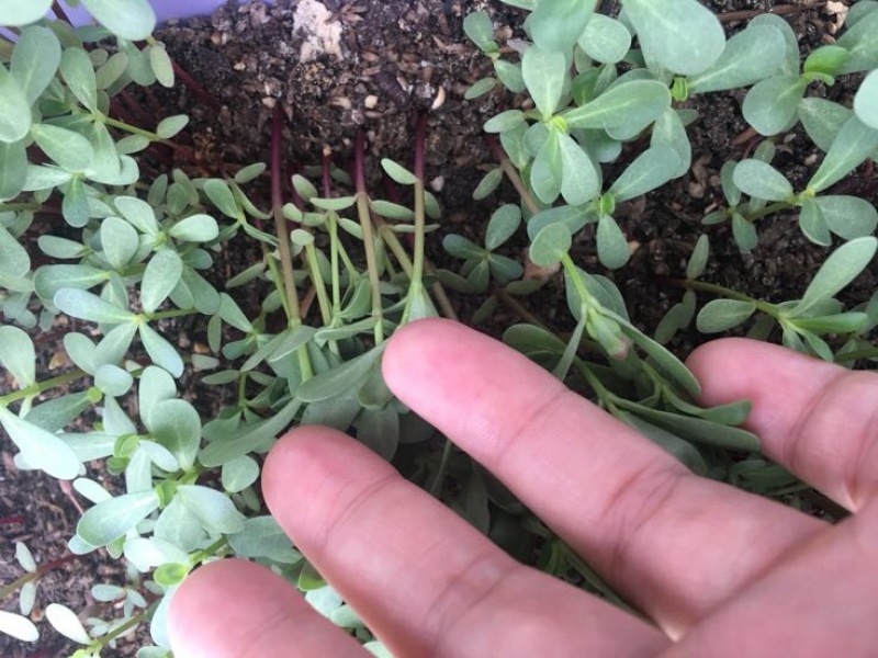 马齿苋种子包发芽支持货到付款野菜种子