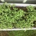 马齿苋种子包发芽支持货到付款野菜种子
