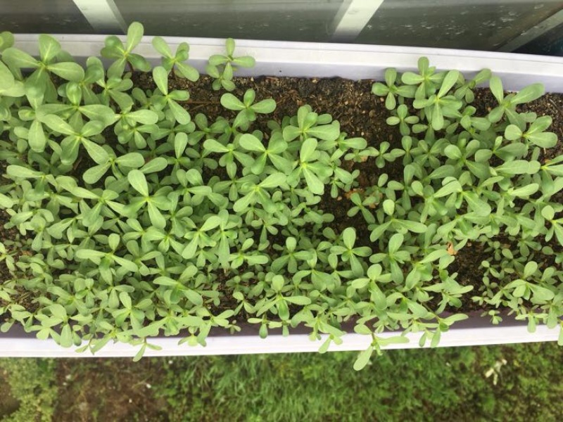 马齿苋种子包发芽支持货到付款野菜种子