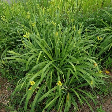 大花萱草