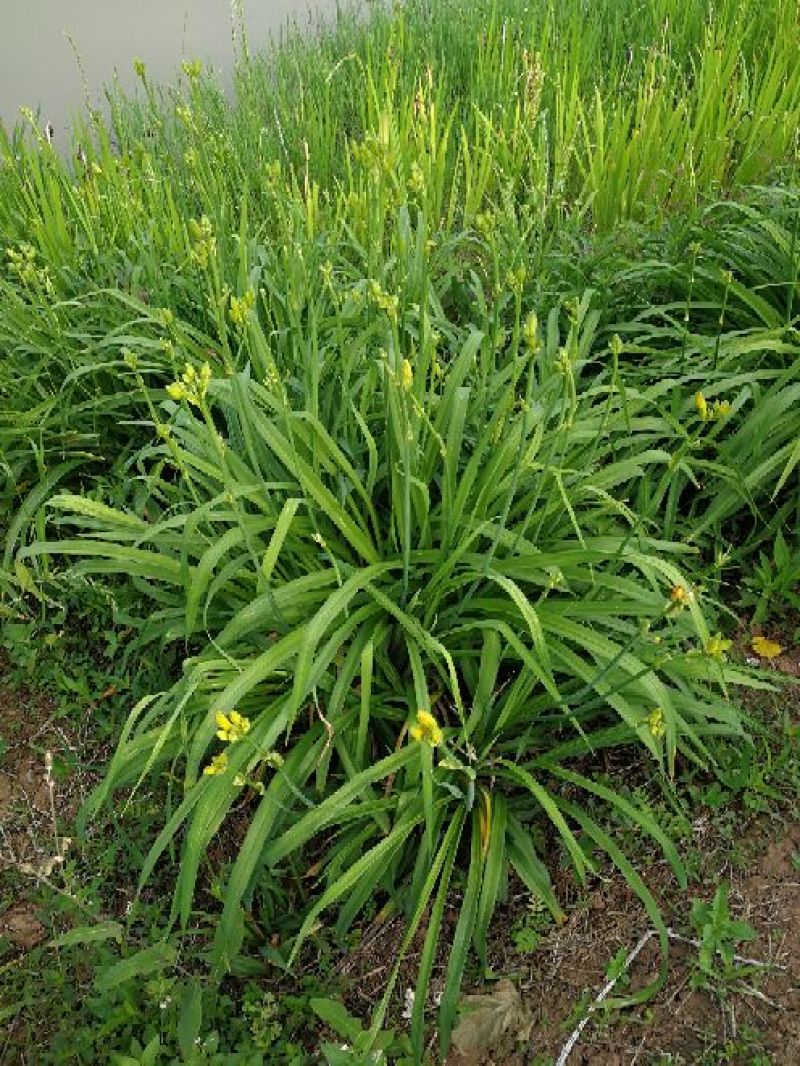 大花萱草
