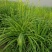 大花萱草