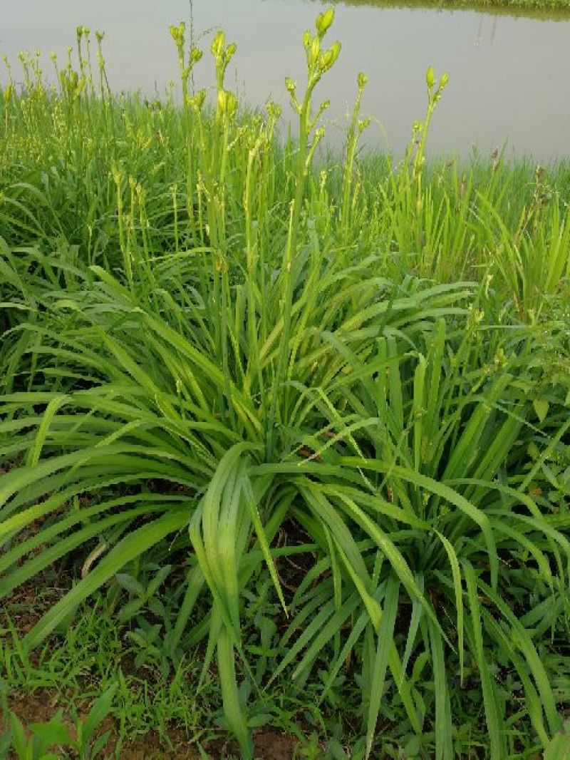 大花萱草