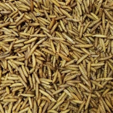 黑水虻虻浆酵素蛋白