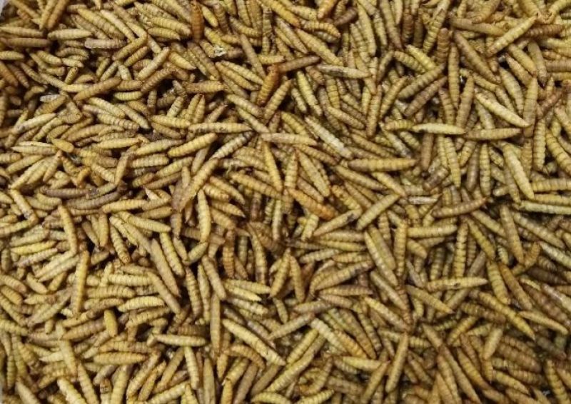 黑水虻虻浆酵素蛋白