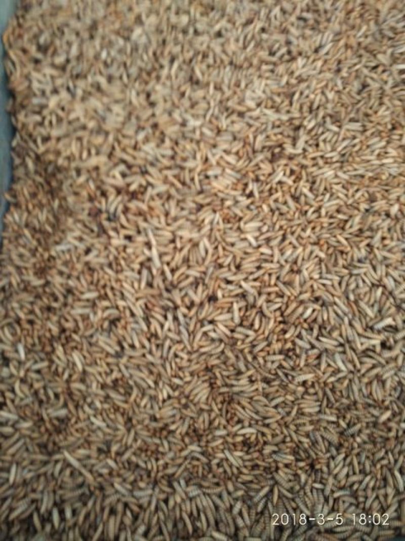黑水虻虻浆酵素蛋白