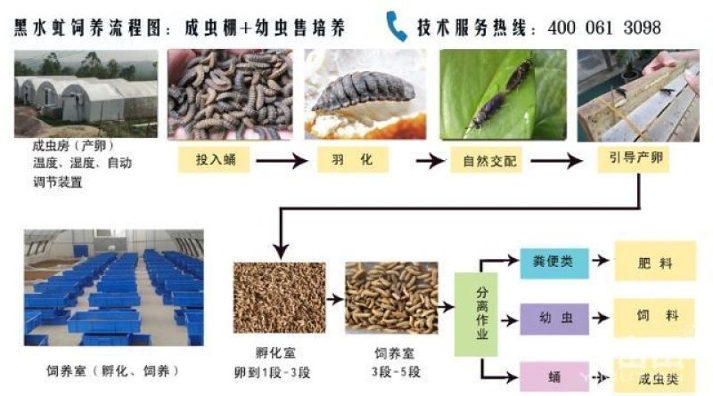 黑水虻虻浆酵素蛋白