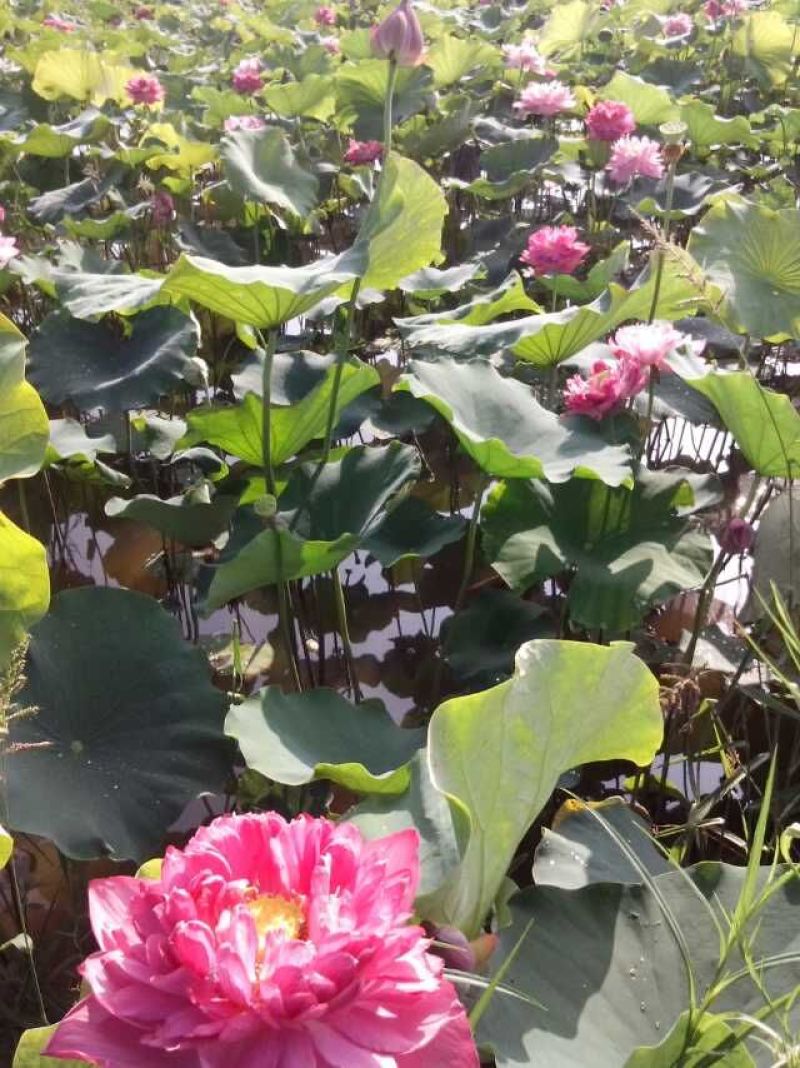 太空荷花
