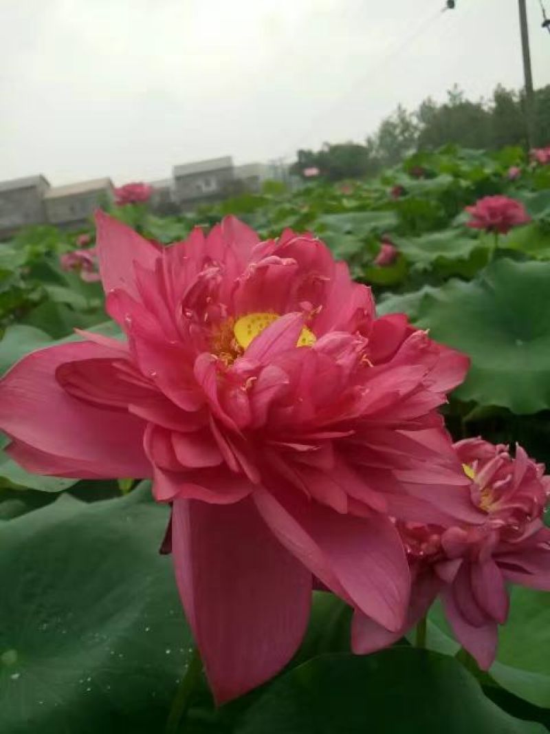 太空荷花